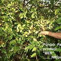 Punjab_Farm 054